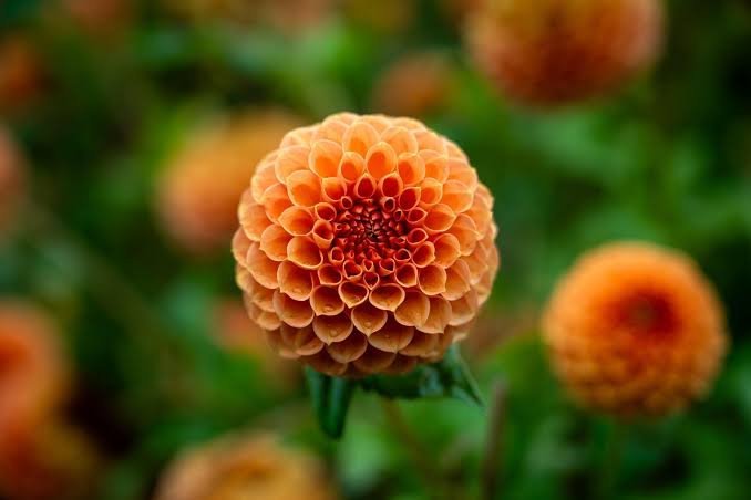 Best Outdoor Plants for Bangladesh Weather