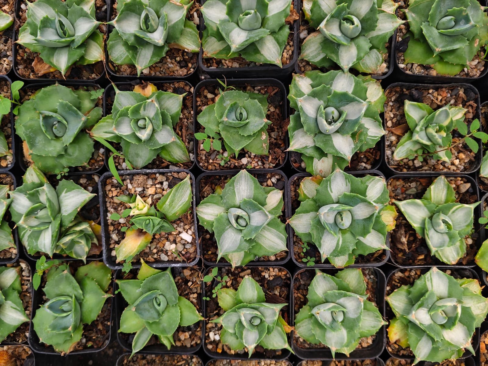 Oronno Plants