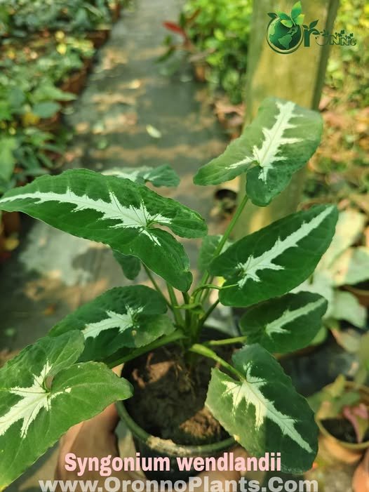 Oronno Plants gallery 2