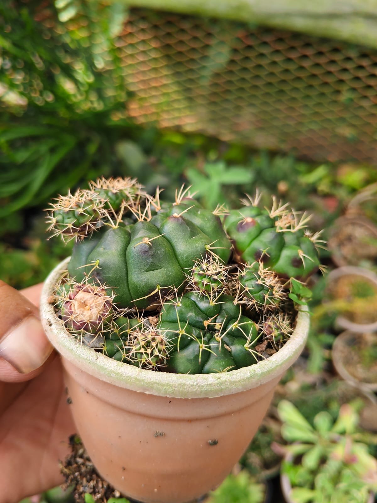 Oronno Plants gallery 3