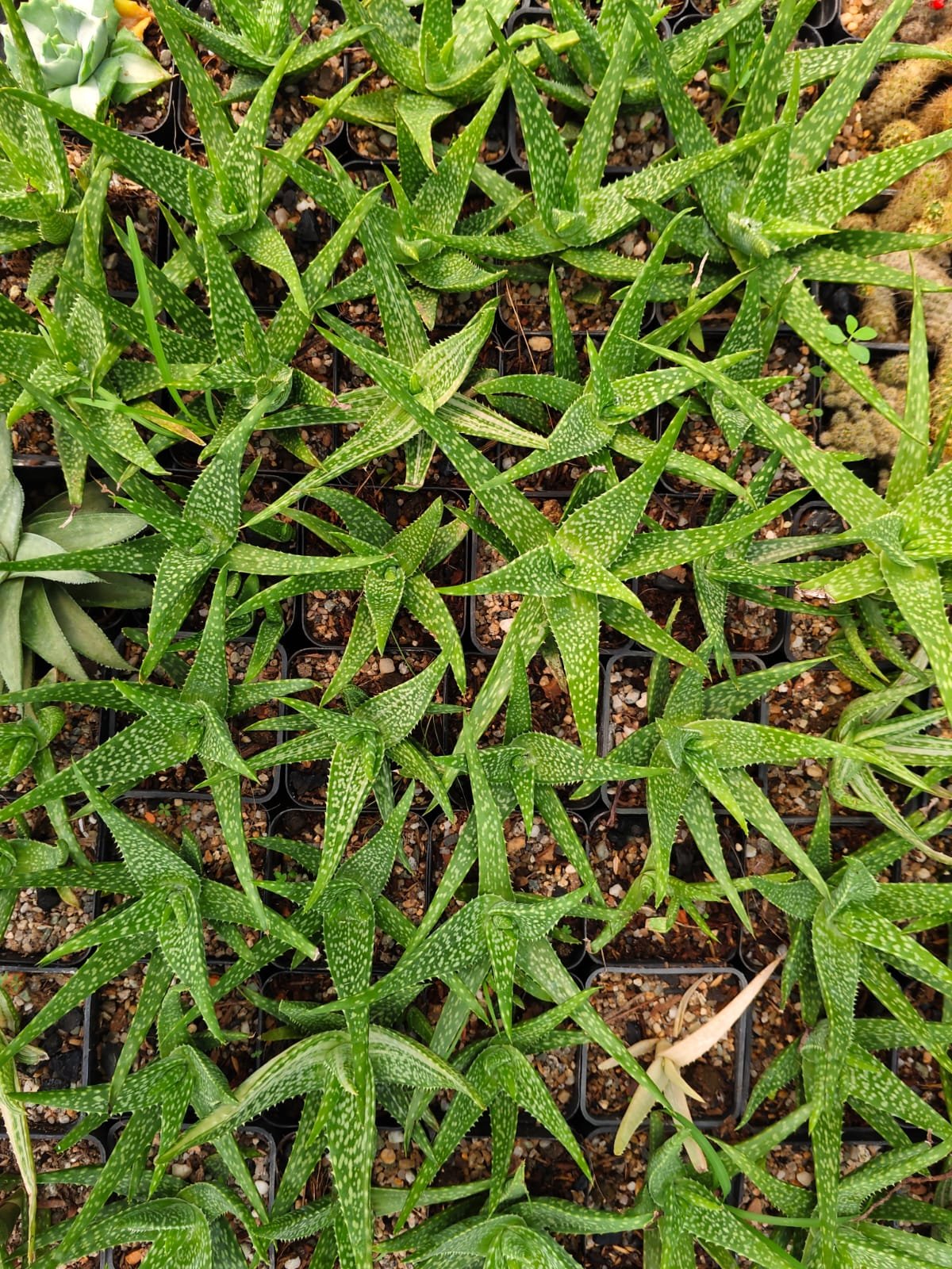 Oronno Plants gallery 5