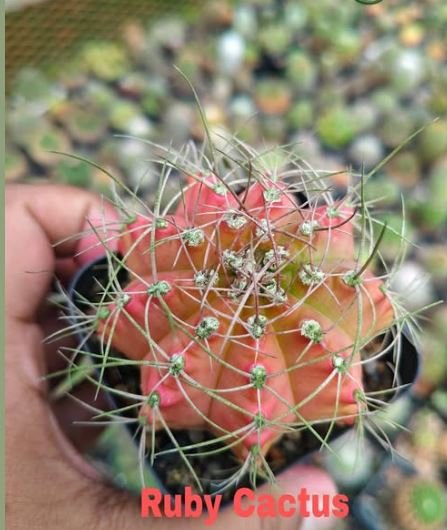 Oronno Plants gallery 8