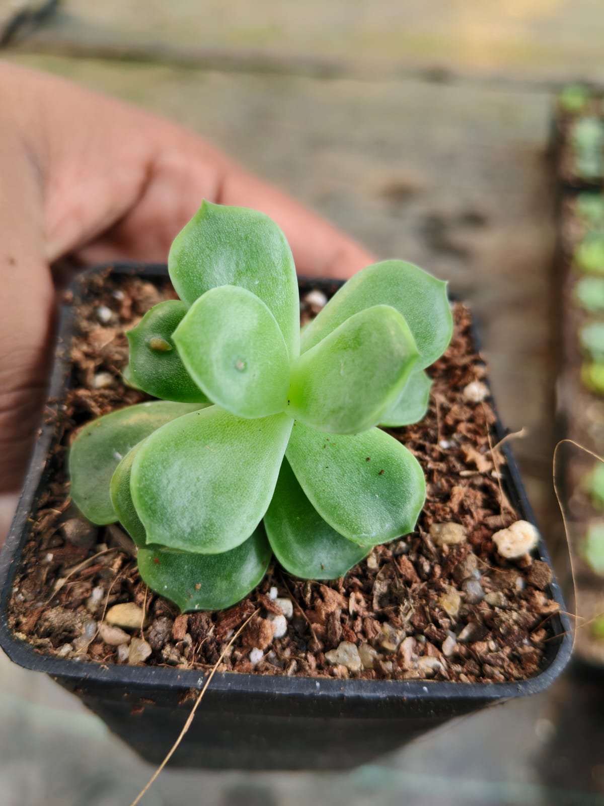 Oronno Plants gallery 9
