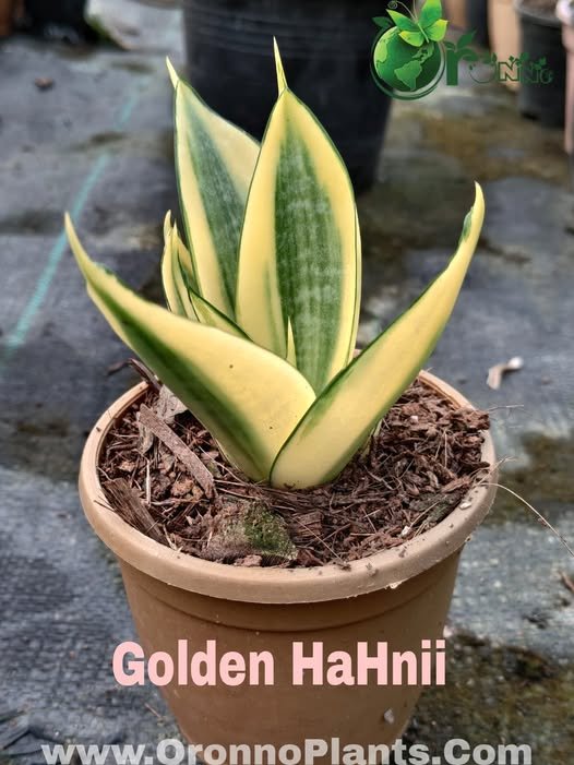 Oronno Plants gallery 10