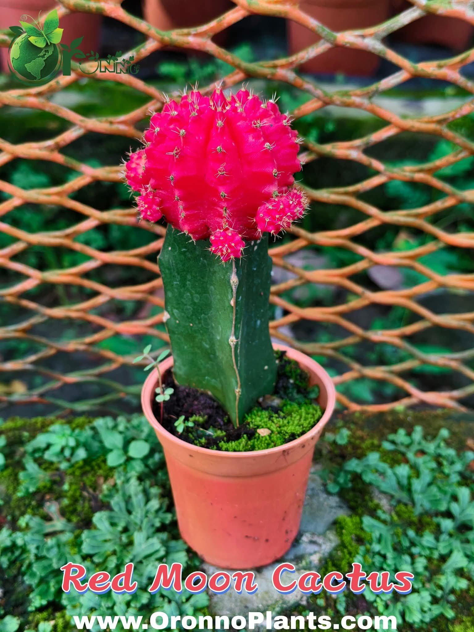 Oronno Plants gallery 12